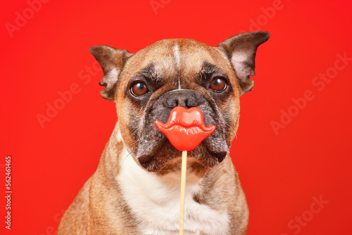 Fototapeta Naklejka Na Ścianę i Meble -  French Bulldog dog with Valentine's Day kiss lips photo prop in front of red background