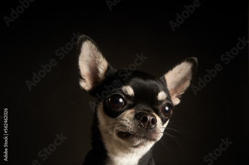 Fototapeta Naklejka Na Ścianę i Meble -  Retrato de chihuahua negro
