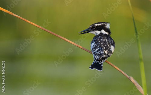 Pied kingfisher, pied kingfisher on a branch perched ceryle rudis
