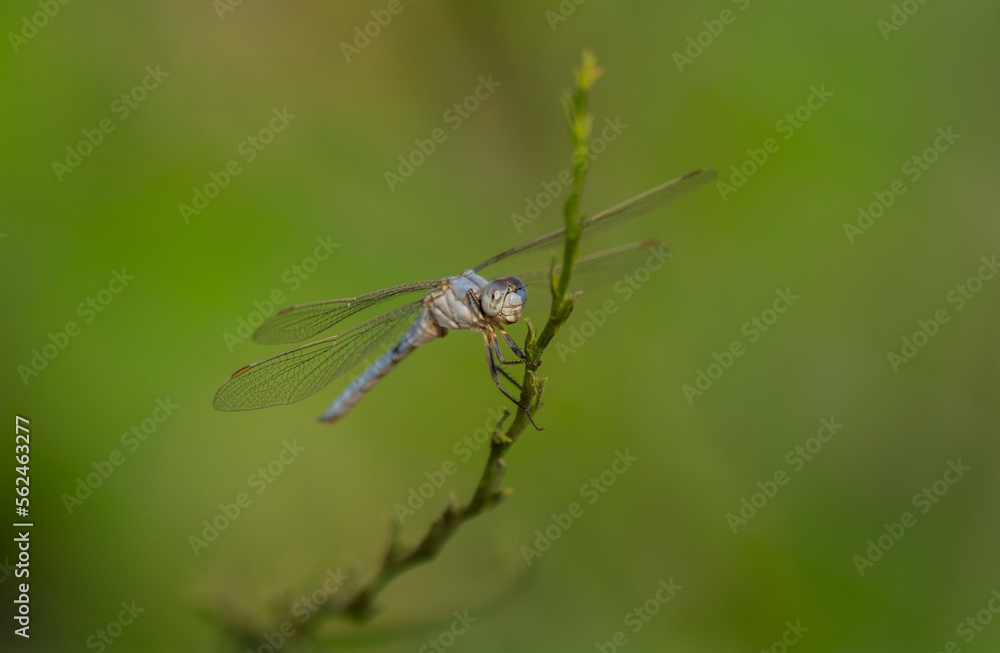 Dragonfly on a branch wings spread, with green background
Dragonfly on a branch wings spread, with green background