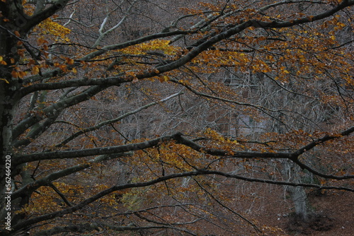 autunno sul monte cucco