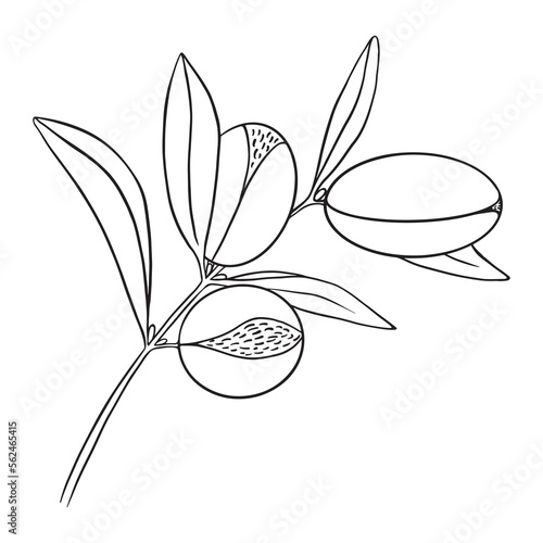 Argania branch with fruits isolated on white background. Argan oil raw material sketched art. Vector illustration.