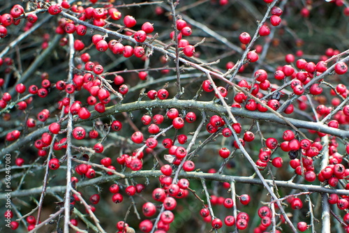 Red hawthorn berries on branches