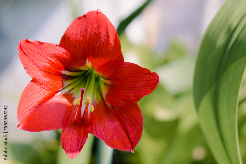Hippeastrum flower on natural light background. Hippeastrum flower on natural light background.