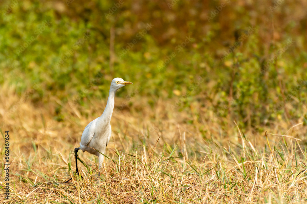 Fototapeta premium White heron finding victim in a forest bush.