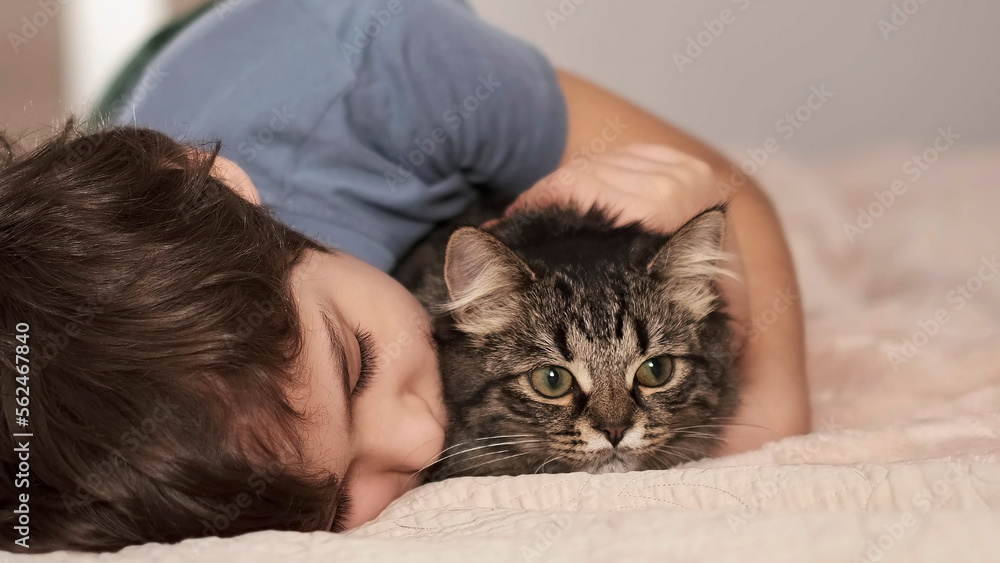 preteen boy hugging a kitten. Child relaxing on the bed with his grey cat. Little kid with his animal. Little boy hugging a kitten. Toddler and kitty