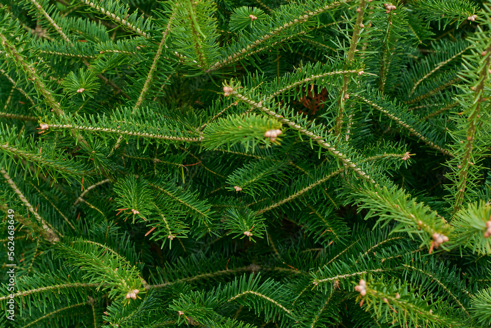 Christmas tree branches. Xmas border of Christmas tree branches. Xmas border of green branch of pine. Pattern green pine branches, spruce branch. Banner. Flat lay, top view Christmas tree branches. Xmas border of Christmas tree branches. Xmas border of green branch of pine. Pattern green pine branches, spruce branch. Banner. Flat lay, top view