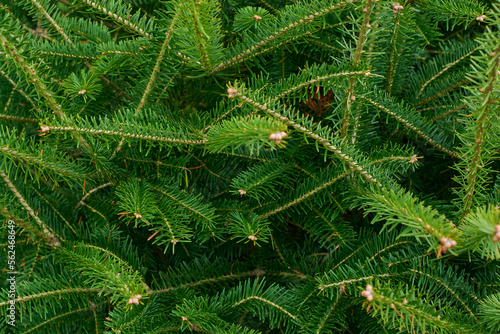Christmas tree branches. Xmas border of Christmas tree branches. Xmas border of green branch of pine. Pattern green pine branches, spruce branch. Banner. Flat lay, top view