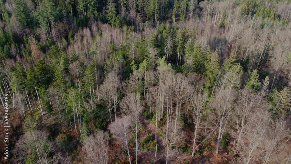 Aerial view of a mixed forest with conifer, dead and bare trees Aerial view of a mixed forest with conifer, dead and bare trees