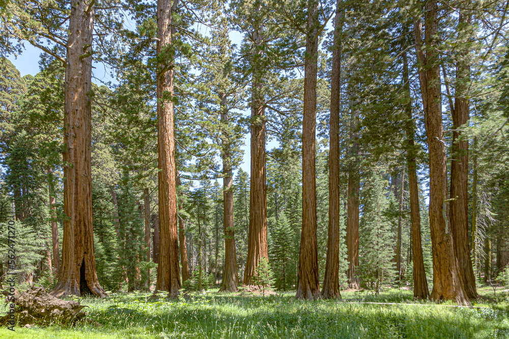 Obraz premium famous big sequoia trees are standing in Sequoia National Park, Giant village area , big famous Sequoia trees, mammut trees