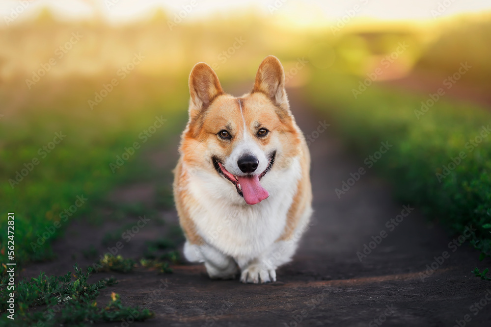 cute corgi dog puppy walks on a summer sunny path in the park