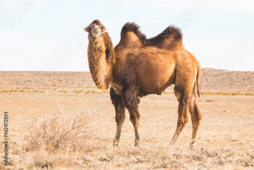 One Bactrian camel in steppe. Kazakhstan photo