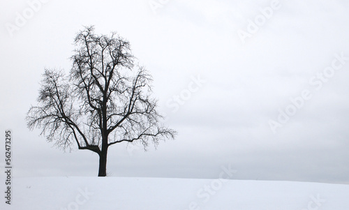 Birnbaum im Schnee