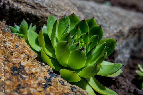 Stone rose flowers for alpine slide, landscape design element image 