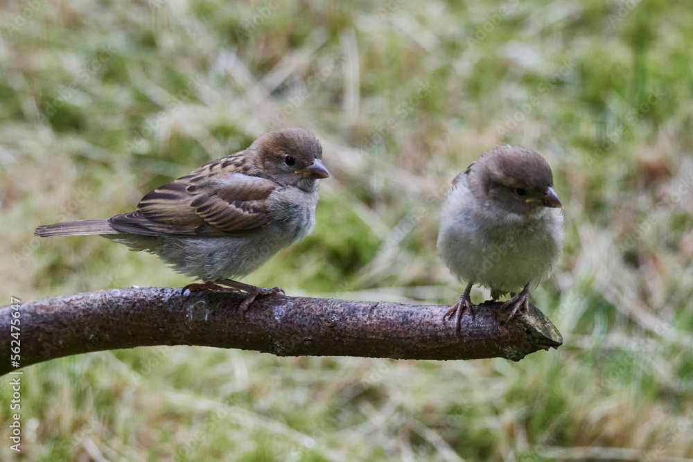 Fototapeta premium Junge Haussperlinge betteln um Futter 