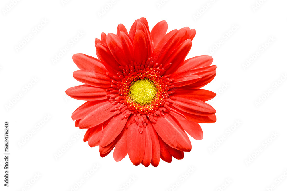Clase up of a red gerbera daisy flower isolated on transparent background