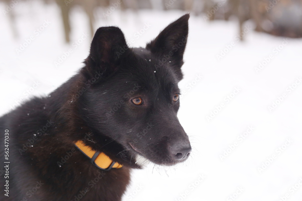 black puppy closeup photo on white snow background black puppy closeup photo on white snow background
