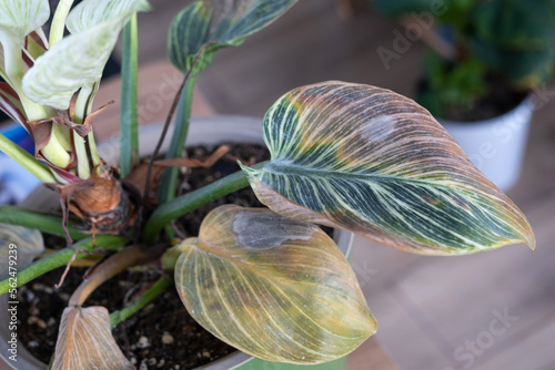 Problems in the cultivation of domestic plants Problems in cultivation of domestic plants Philodendron Birkin - leaves affected by spider mite, yellow and dry tips, overflow of plant, rotting of roots photo