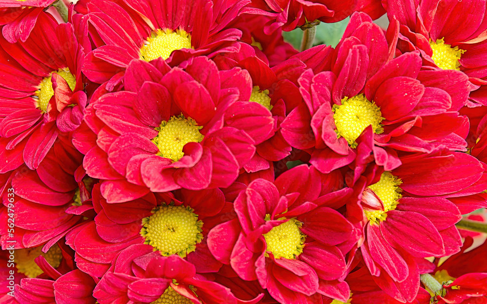 Bright red  - yellow chrysanthemums bouquet top view closeup. Beautiful, natural, seamless pattern.
