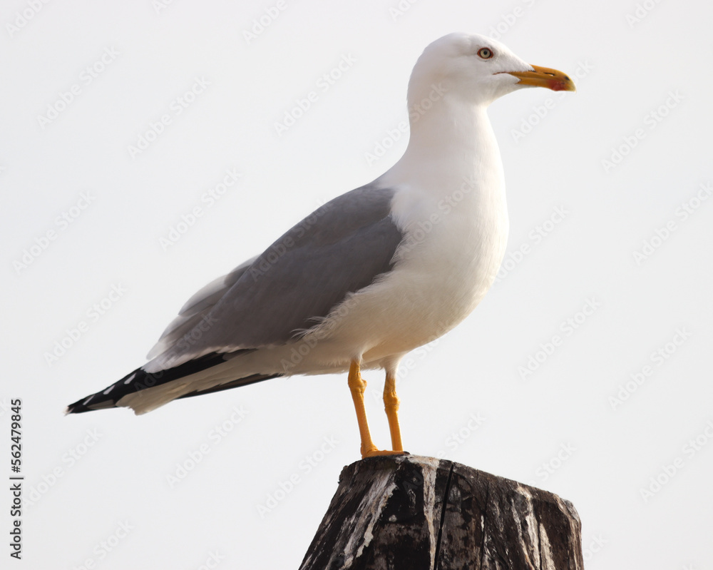 Uccello Uccello