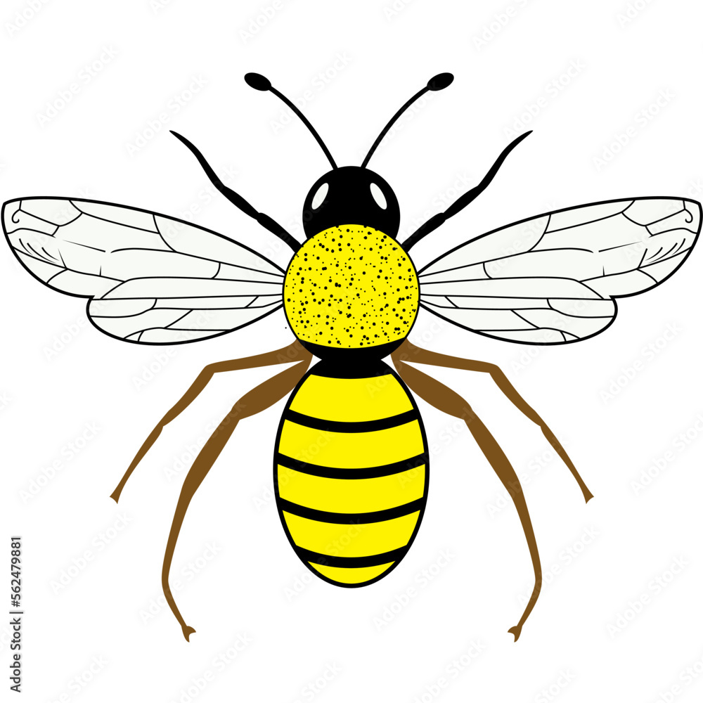 Queen Bee Black, white, and yellow, Queen Bee Clipart. vector illustration Stock Vector Adobe