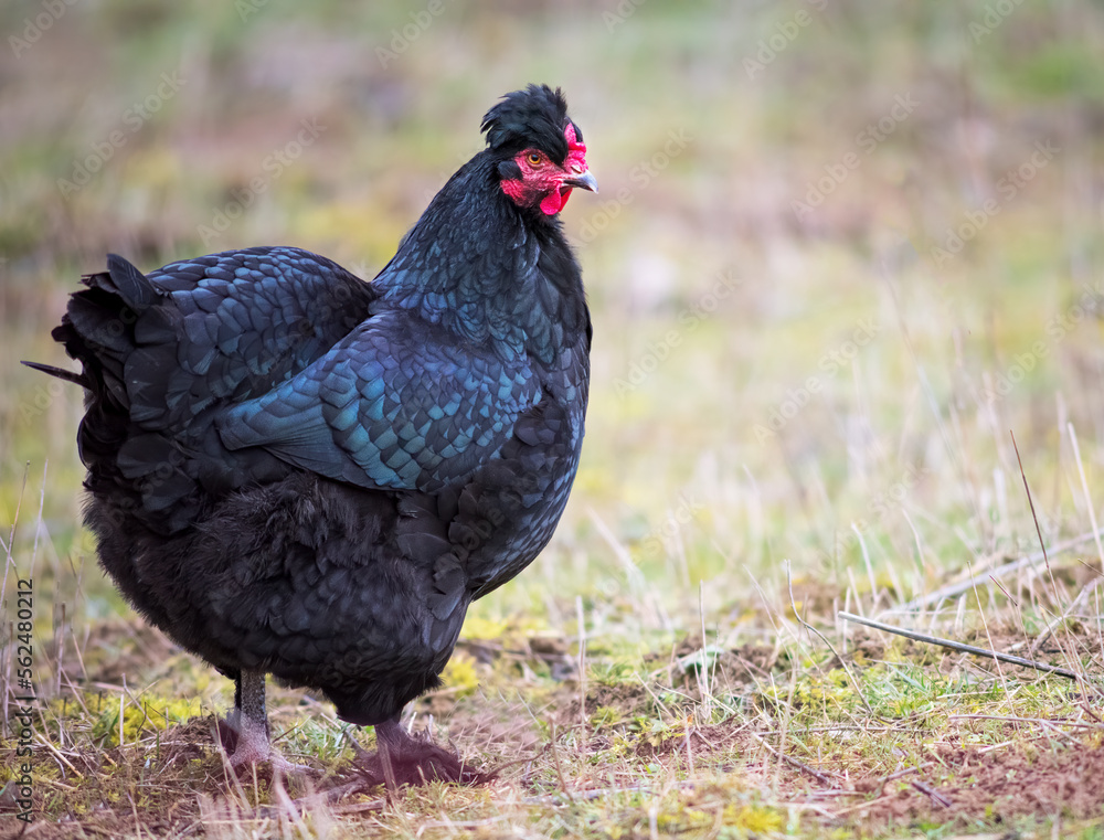 Close up of black chicken on a farm in nature. Hen in a free throw farm. Hen walk in the yard of the farm. The concept of rural life. Agriculture. Country life Close up of black chicken on a farm in nature. Hen in a free throw farm. Hen walk in the yard of the farm. The concept of rural life. Agriculture. Country life
