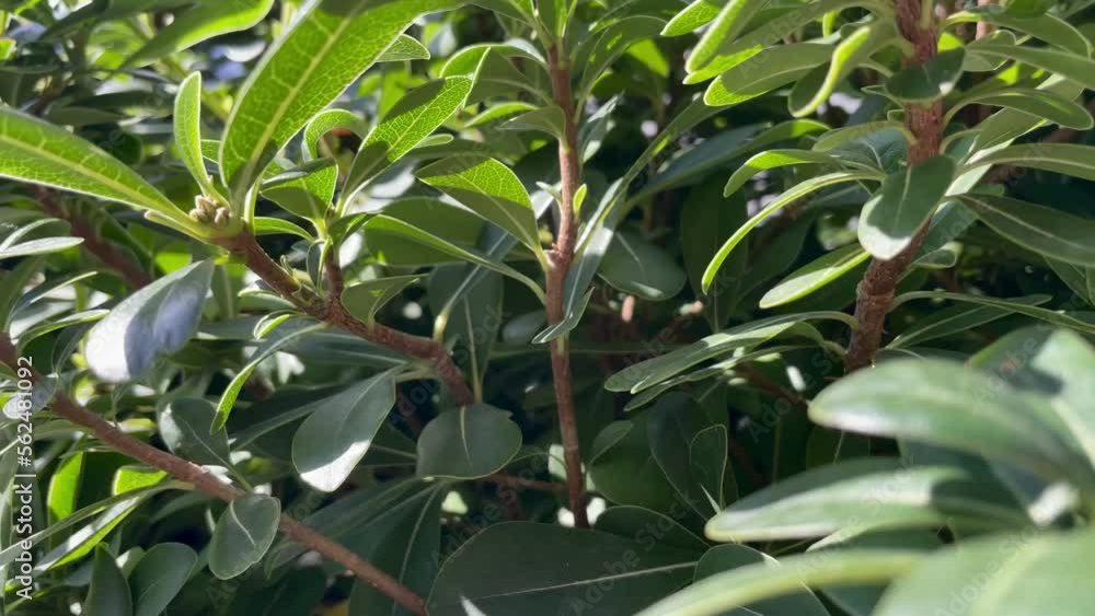 green leaves on a tree