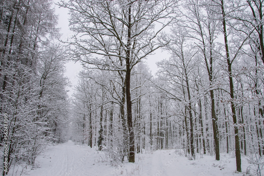 Winter forest covered with snow on a sunless gloomy winter day. Winter.