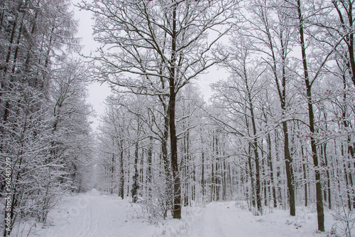 Winter forest covered with snow on a sunless gloomy winter day. Winter.
