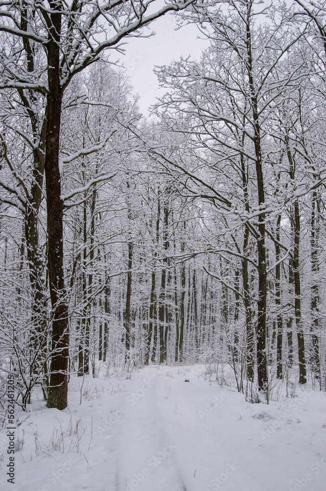 Winter forest covered with snow on a sunless gloomy winter day. Winter. Winter forest covered with snow on a sunless gloomy winter day. Winter.