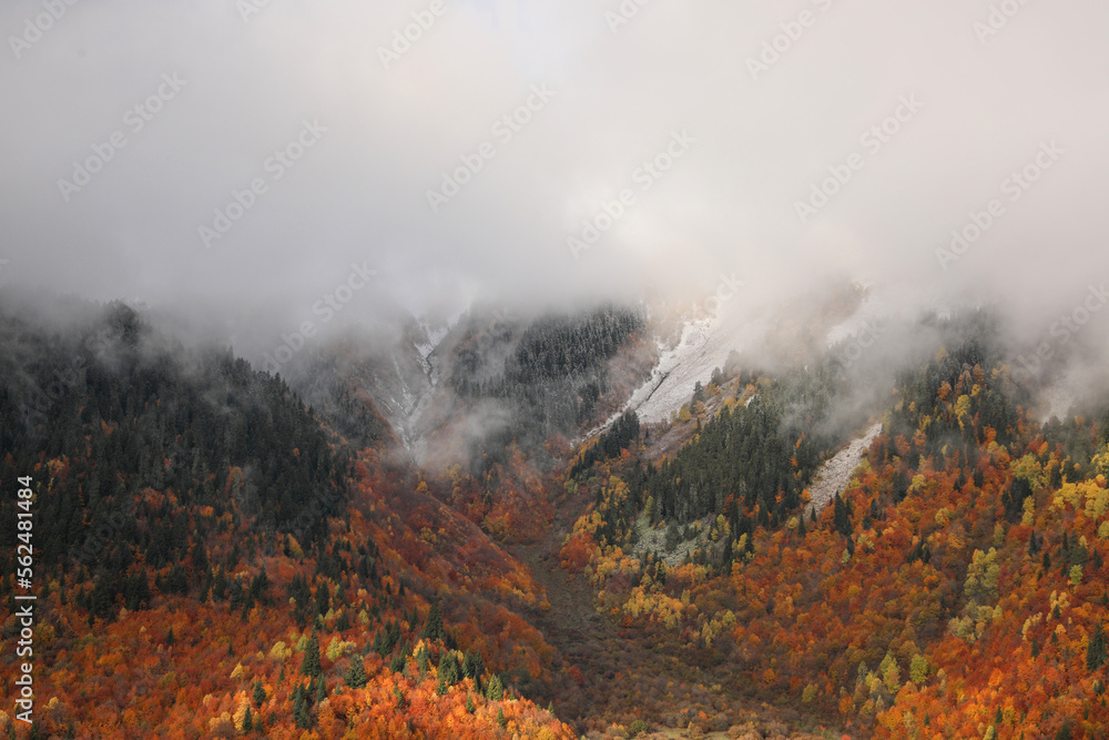 Picturesque view of mountains with forest covered by thick mist on autumn day