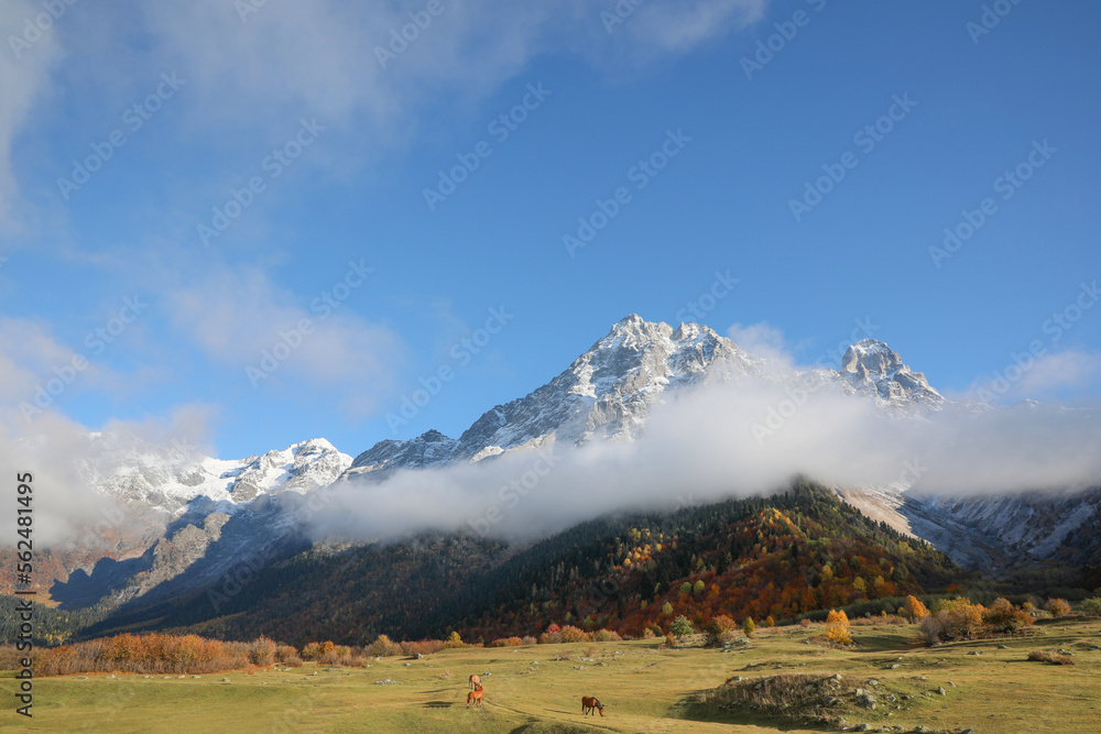 Picturesque view of high mountains with forest and horses grazing on meadow