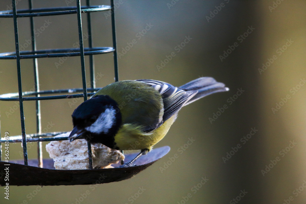 Fototapeta premium A stunning animal portrait of a Great Tit in the forest
