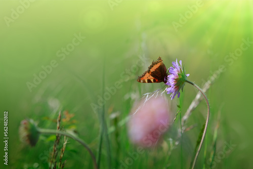 Orange butterfly in a summer meadow with purple moss verbena . © Swetlana Wall