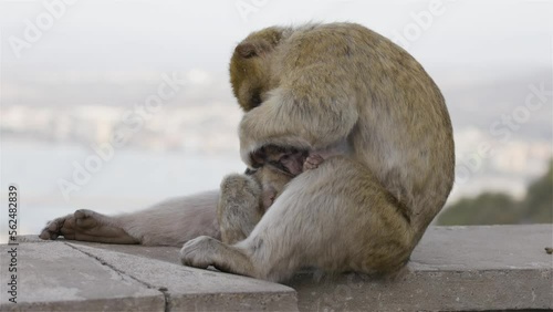 Mother and Baby Monkey, Barbary macaque at Rock of Gibraltar, UK. City and Sea in Background. Slow Motion Cinematic