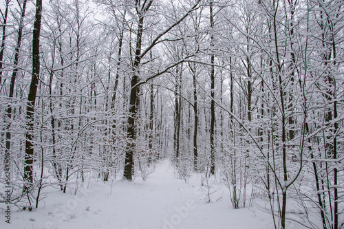 Winter forest covered with snow on a sunless gloomy winter day. Winter. © W Korczewski