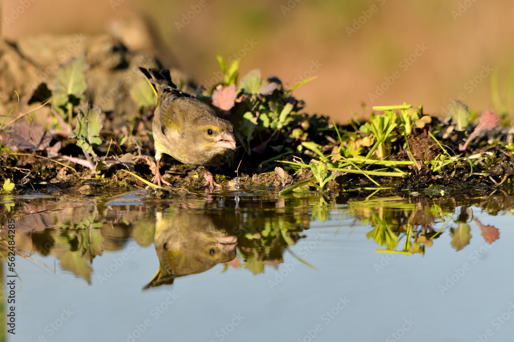 verderón europeo o verderón común hembra reflejada en el agua del estanque con fondo ocres y verdes (Chloris chloris) Málaga Andalucía España verderón europeo o verderón común hembra reflejada en el agua del estanque con fondo ocres y verdes (Chloris chloris) Málaga Andalucía España
