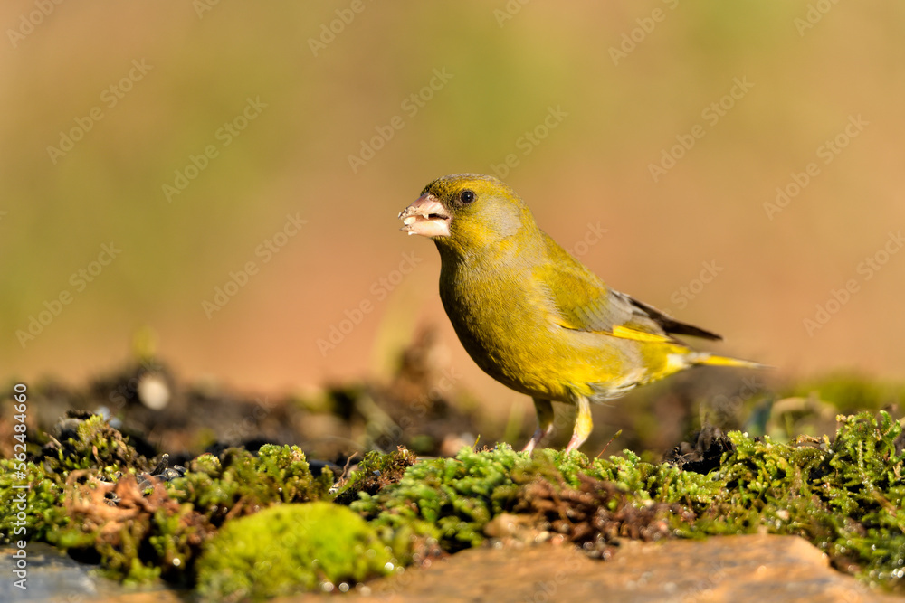 Fototapeta premium verderón europeo o verderón común macho con fondo ocres y verdes (Chloris chloris) Málaga Andalucía España