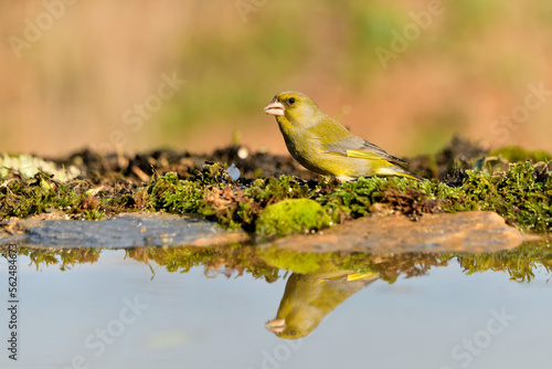 verderón europeo o verderón común macho reflejado en el agua del estanque y fondo ocres y verdes (Chloris chloris)​ Málaga Andalucía España