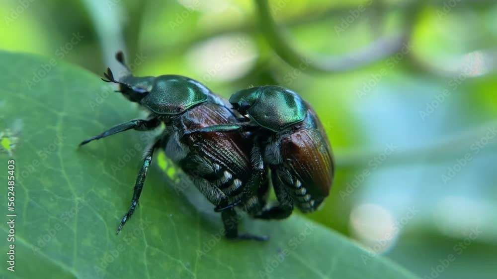 Japanese beetles mating - 23-second 4k video Japanese beetles mating - 23-second 4k video