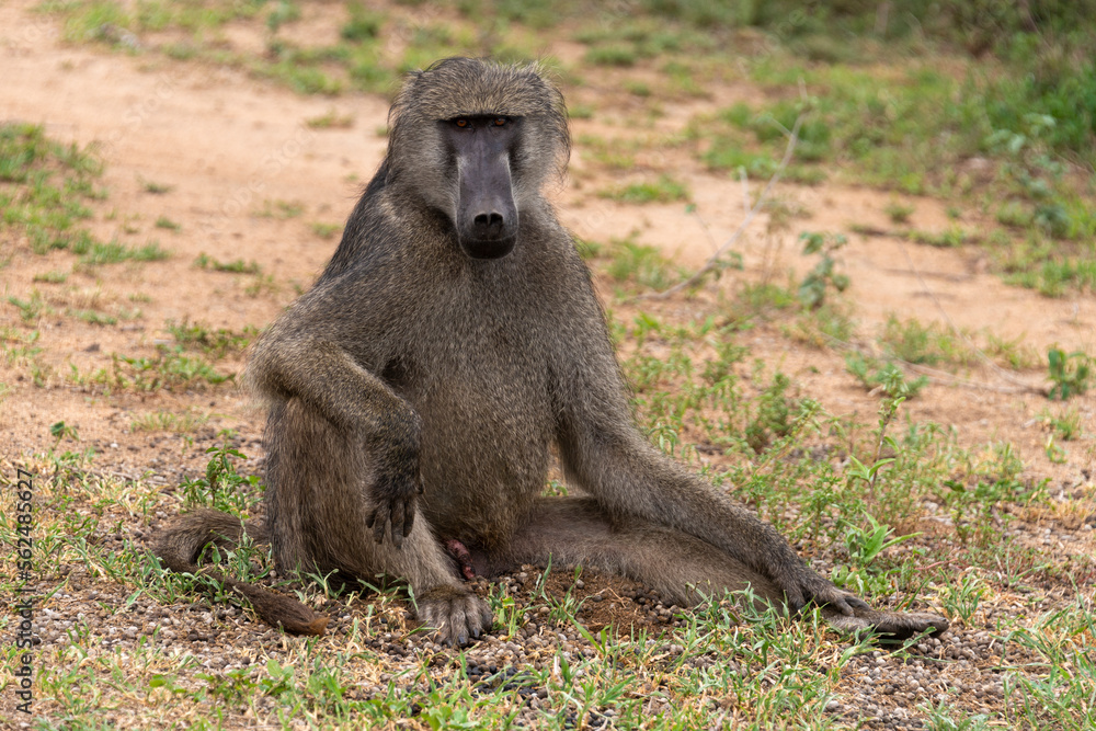 Babouin chacma, Papio ursinus , chacma baboon, Parc national Kruger, Afrique du Sud Babouin chacma, Papio ursinus , chacma baboon, Parc national Kruger, Afrique du Sud