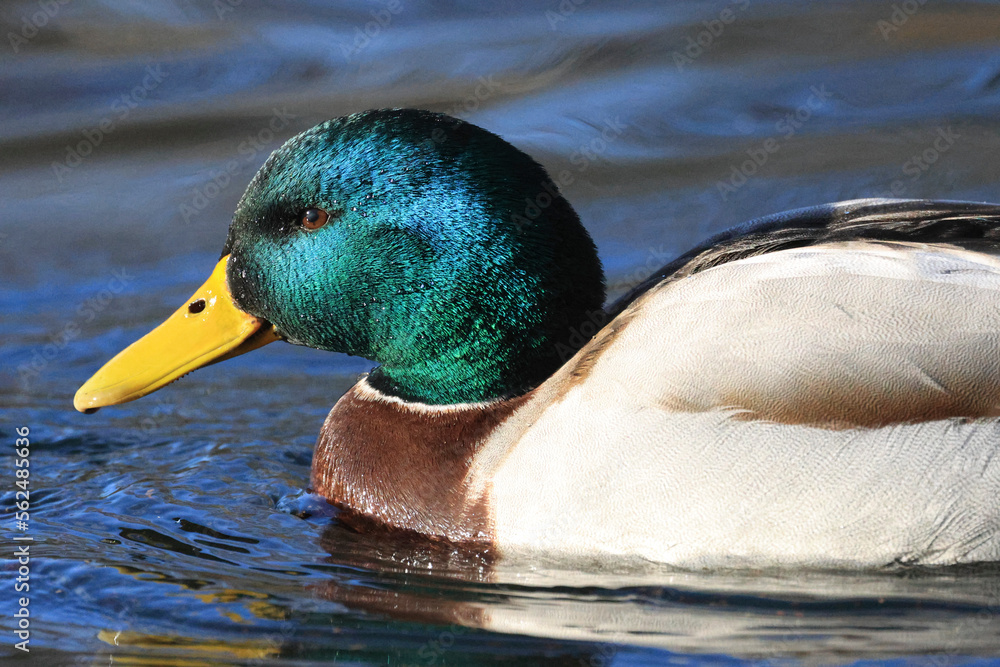 Fototapeta premium Stockente (Anas platyrhynchos) 