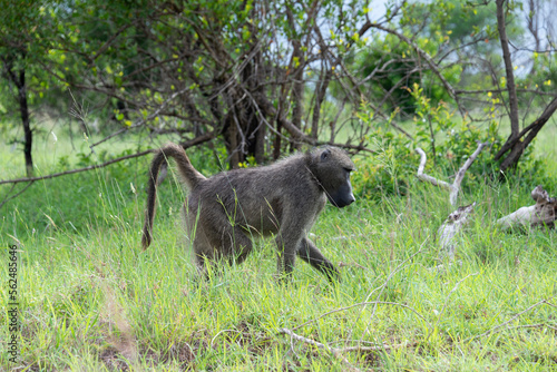 Babouin chacma, Papio ursinus , chacma baboon, Parc national Kruger, Afrique du Sud