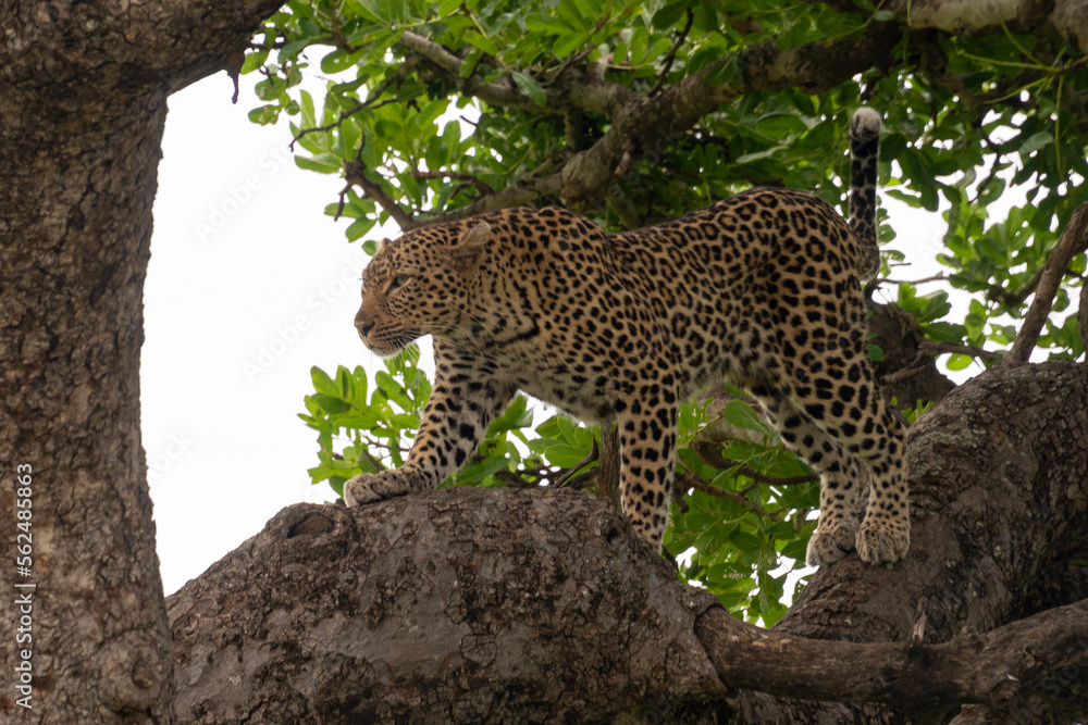 Léopard, Panthère, Panthera pardus, Afrique du Sud Léopard, Panthère, Panthera pardus, Afrique du Sud