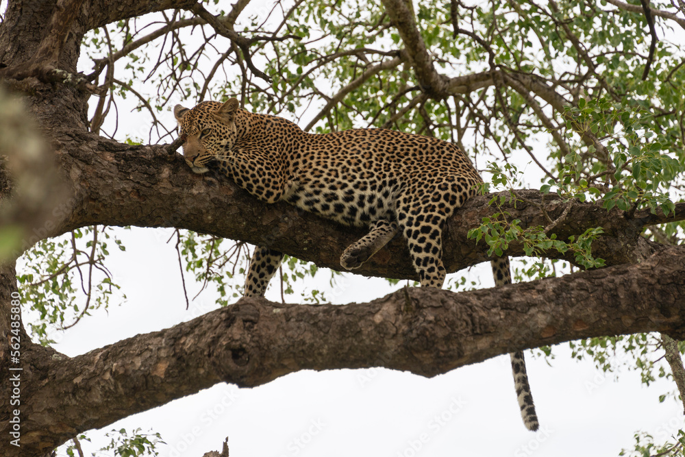 Léopard, Panthère, Panthera pardus, Afrique du Sud Léopard, Panthère, Panthera pardus, Afrique du Sud
