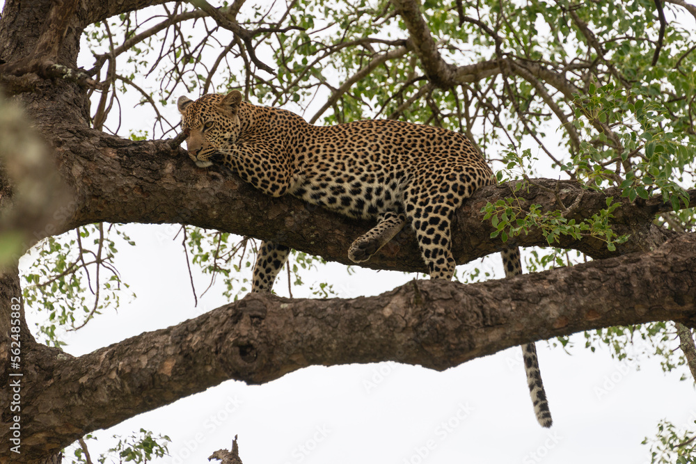 Léopard, Panthère, Panthera pardus, Afrique du Sud Léopard, Panthère, Panthera pardus, Afrique du Sud