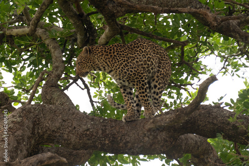 L  opard  Panth  re  Panthera pardus  Afrique du Sud