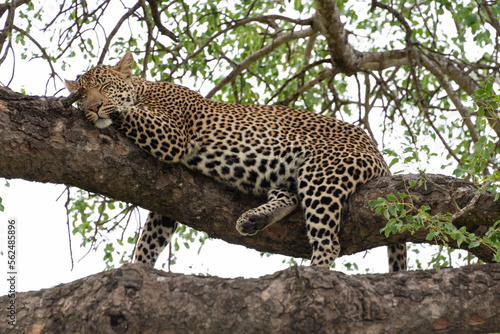 L  opard  Panth  re  Panthera pardus  Afrique du Sud