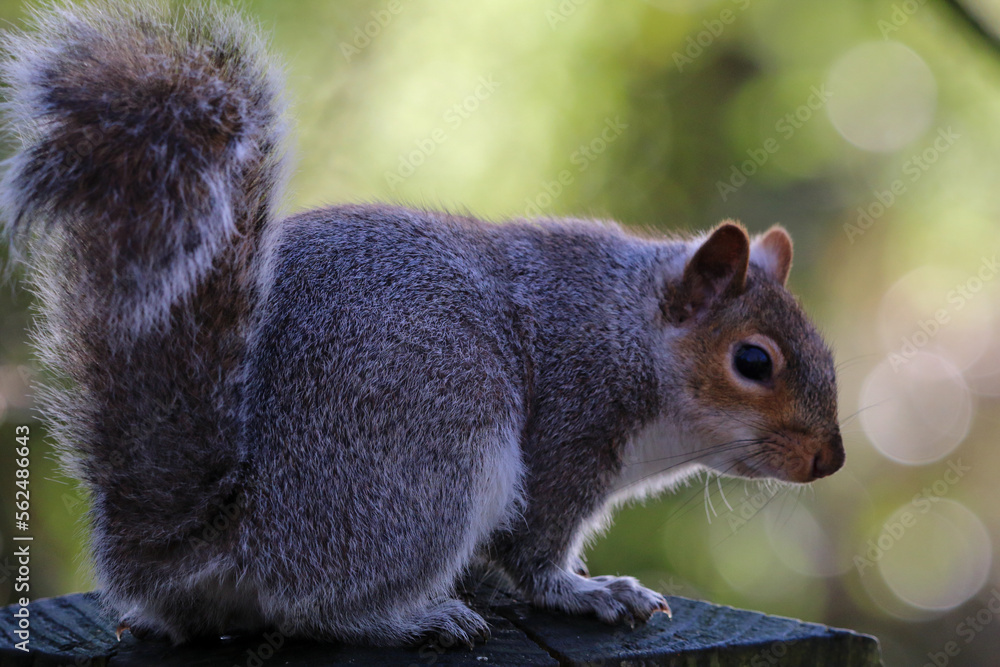 Obraz premium A stunning photograph of a grey squirrel at a nature reserve. This photo was taken at Longton Nature Reserve in Preston, United Kingdom after a heavy downfall of snow.