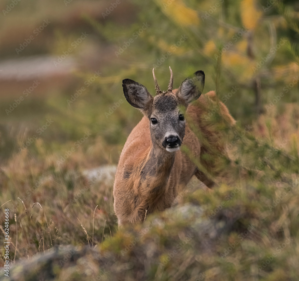 Portrait of young male roe deer (Capreolus capreolus) in the forest during fur moulting look at the camera - animal theme - beautiful nature - Italian Alps